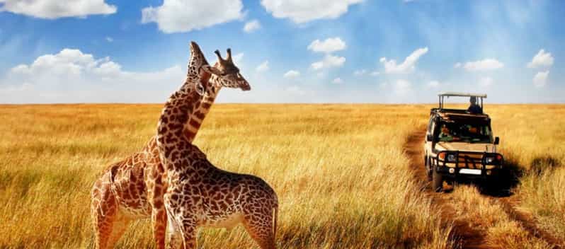 Güney Afrika Safari Turu Rotası (Cape Town - Johannesburg)